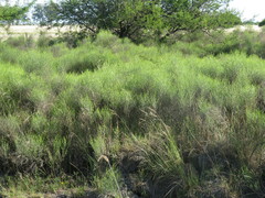 Baccharis notosergila