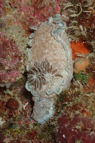 Brown-edge Glossodorid