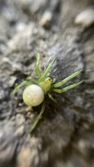 Aoaraneus pentagrammicus