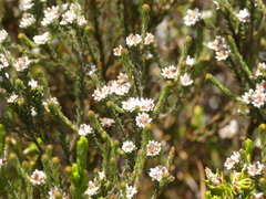Diosma subulata
