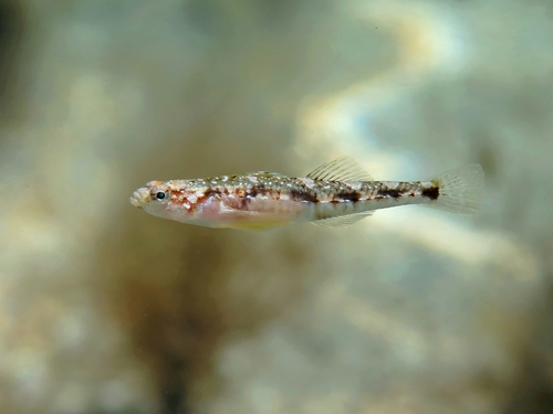 Quagga goby (Pomatoschistus quagga) — Gobiidae — 5