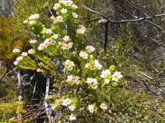 Diosma subulata