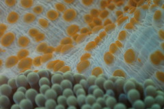 Stichodactyla mertensii