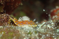 Halgerda tessellata