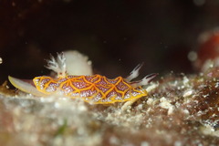 Halgerda tessellata