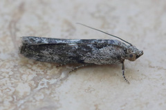 Sciota melanostyla