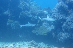 Carcharhinus amblyrhynchos