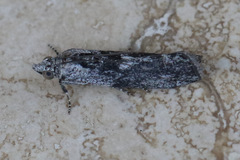 Sciota melanostyla