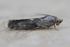 Sciota melanostyla