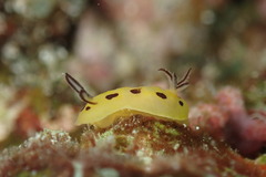 Halgerda brunneomaculata