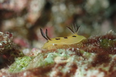 Halgerda brunneomaculata