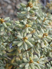 Olearia cymbifolia