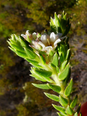 Diosma subulata