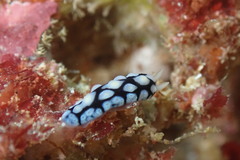 Phyllidia picta