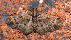 Eucymatoge peplodes