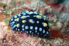 Phyllidia carlsonhoffi