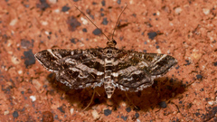 Diasemiopsis ramburialis