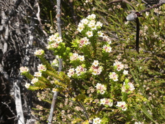 Diosma subulata