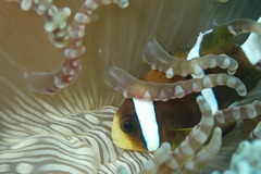 Amphiprion akindynos