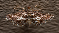 Diasemiopsis ramburialis