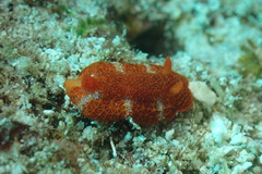 Sclerodoris