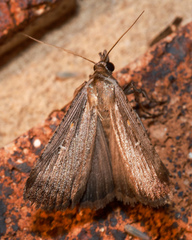 Tathorhynchus fallax