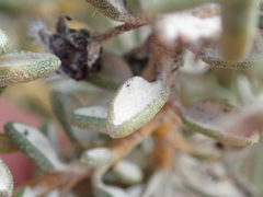 Olearia cymbifolia