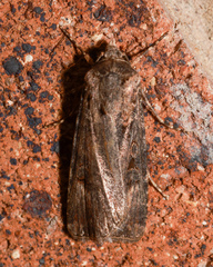 Agrotis munda