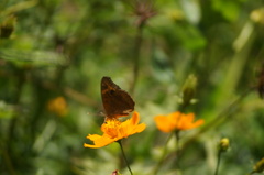 Junonia evarete