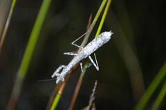 Chroicopteridae