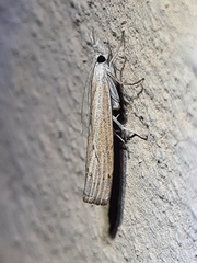 Culladia cuneiferellus