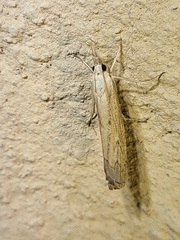 Culladia cuneiferellus