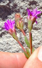 Erepsia esterhuyseniae