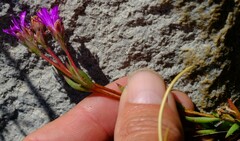 Erepsia esterhuyseniae