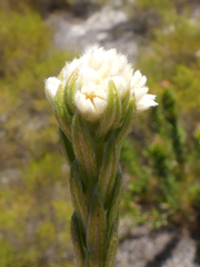 Phylica imberbis