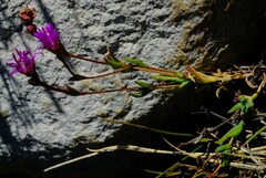 Erepsia esterhuyseniae