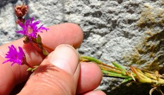 Erepsia esterhuyseniae