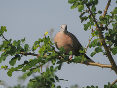 Streptopelia decipiens
