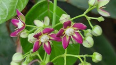 Mondia whitei