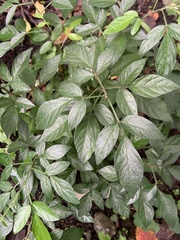 Ohwia caudata