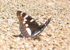 Limenitis populi