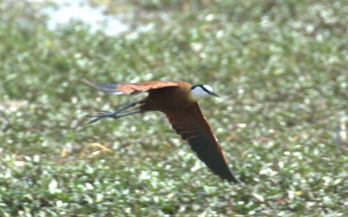 African Jacana