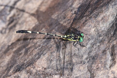 Austrogomphus amphiclitus