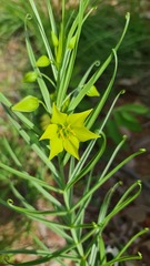 Gloriosa rigidifolia