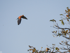 Eurystomus glaucurus