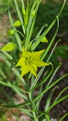 Gloriosa rigidifolia