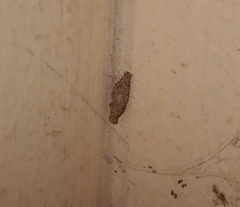 Phereoeca