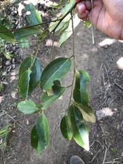 Cinnamomum burmanni