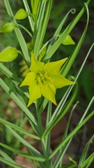 Gloriosa rigidifolia