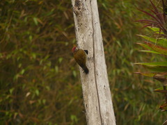 Colaptes rubiginosus